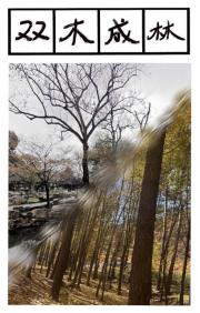 双木成林