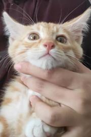 猫猫侠