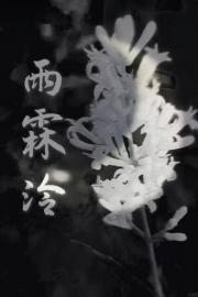 雨霖泠