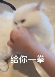 喵喵