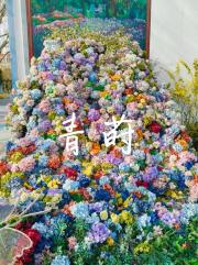 青莳